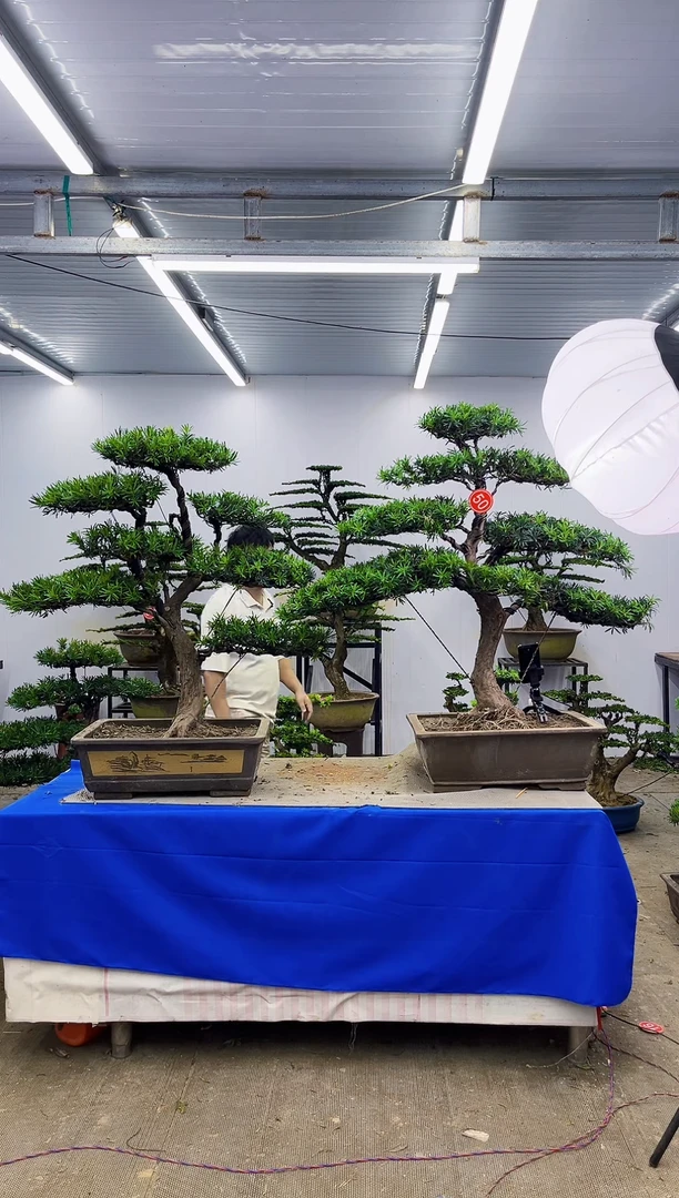 无花朵骨**手一物一拍，所见即所得