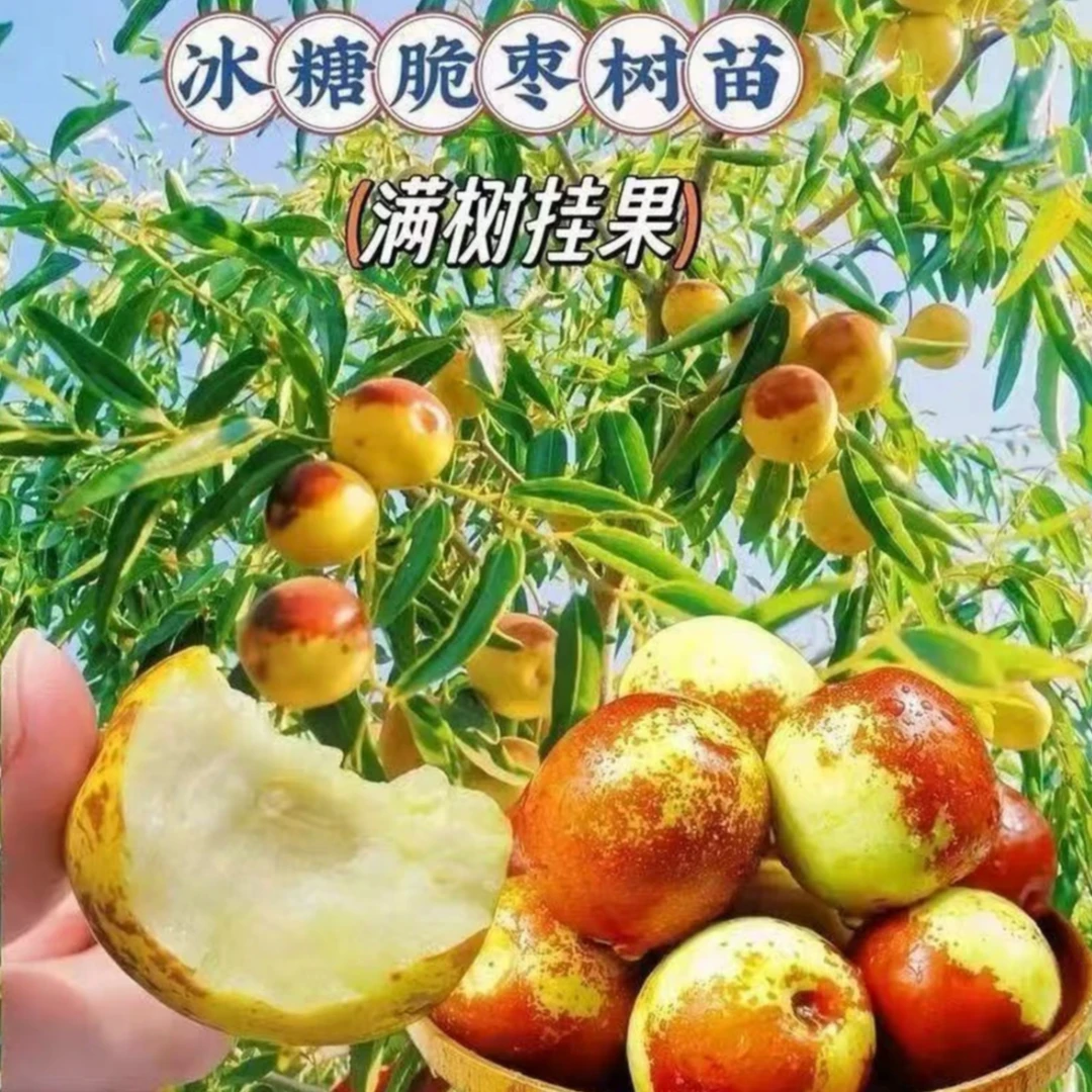 【一物一拍】正宗枣树苗嫁接冰糖脆盆栽地栽南北方均可种植