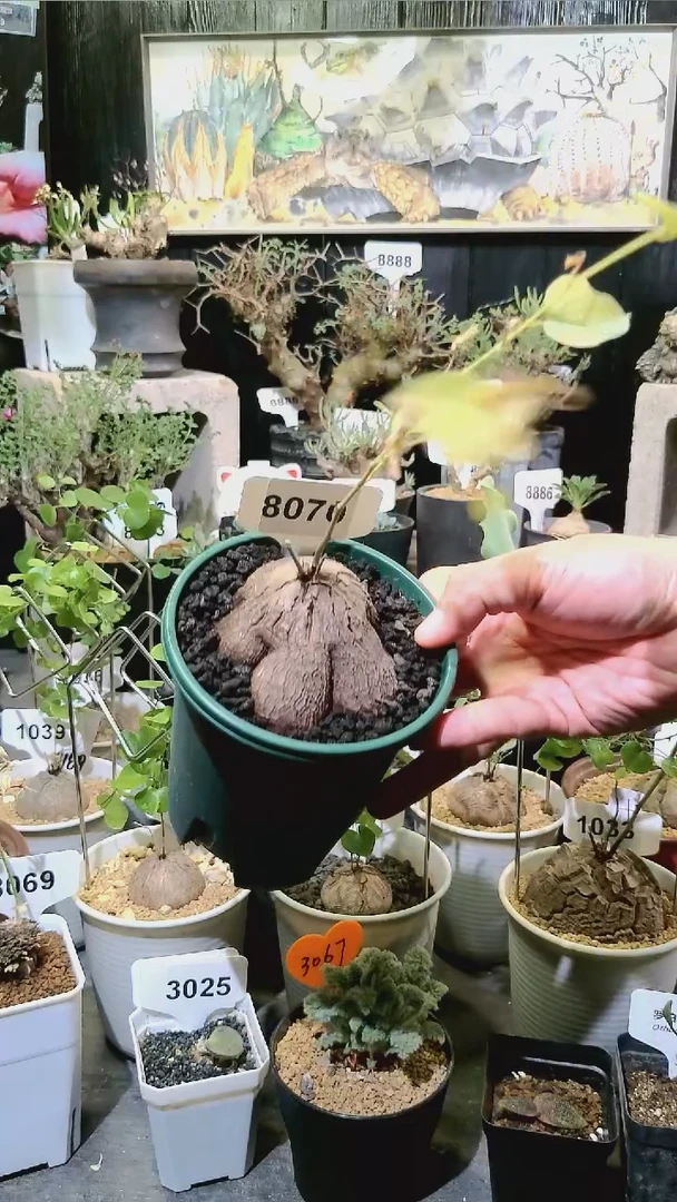 8070号1124福利象足龟甲龙