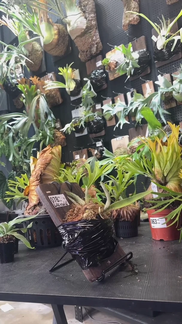 完全开放rainbow园子野银侧芽