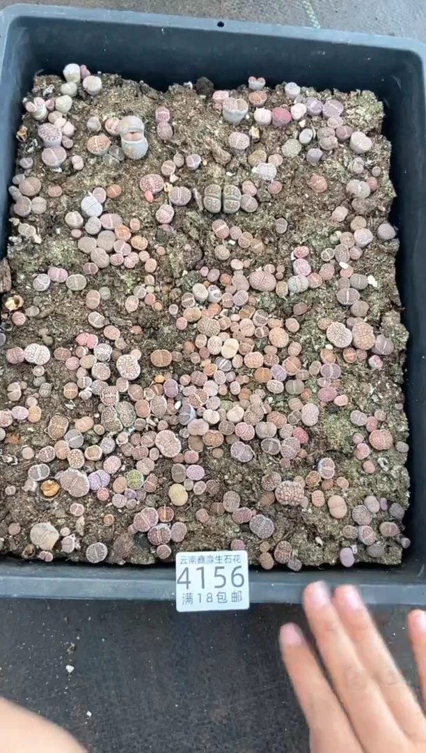 4156特价寿丽框有疤瑕疵带土不带盆发货