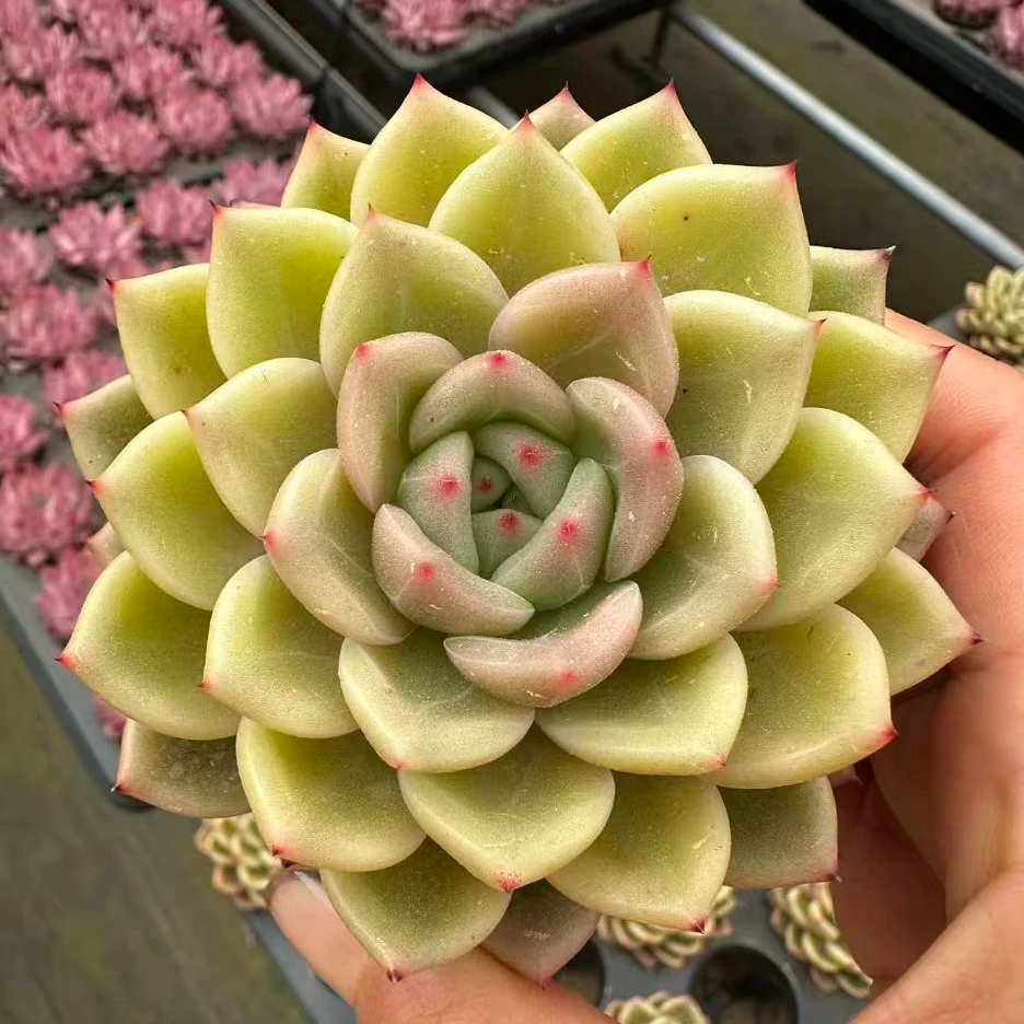 7#东方不败珍妮版多肉植物 前男友精品多肉A417A