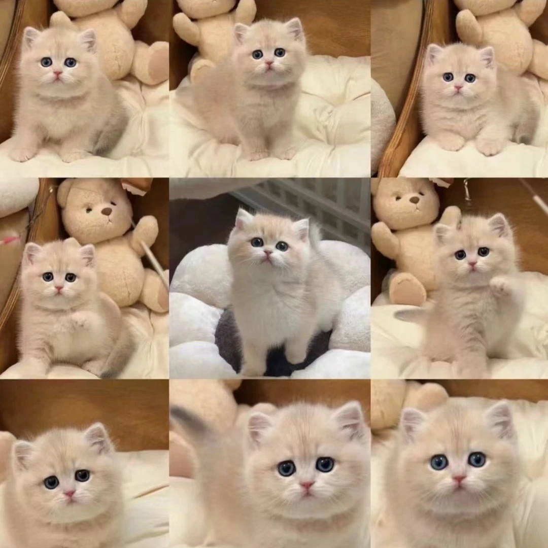 【玥玥】布偶金渐层金吉拉拿破仑蓝金缅因等全品类宠物猫活体