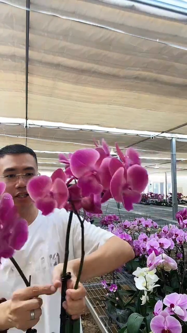 大部分开放少量花苞微瑕大性感2棵