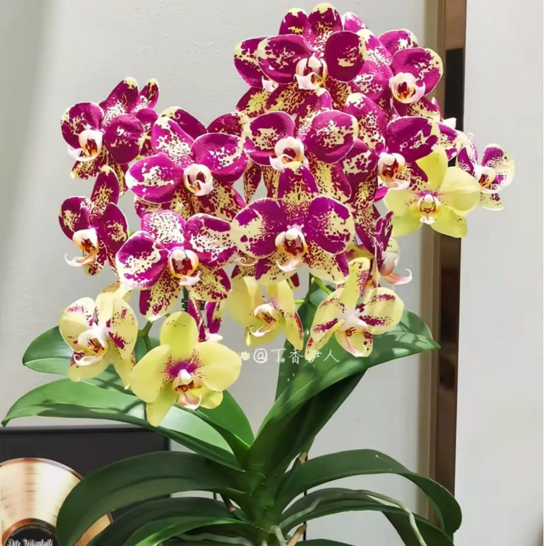 稀缺品种1个花剑 【毕加索】蝴蝶兰蜡质2.8寸带花带花苞