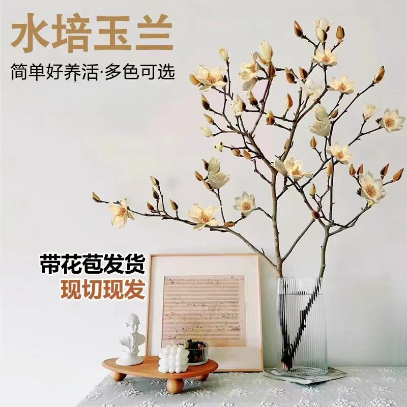白玉兰紫玉兰盆栽绿植水培植物雪柳带花苞鲜花室内桌面好养浓香型