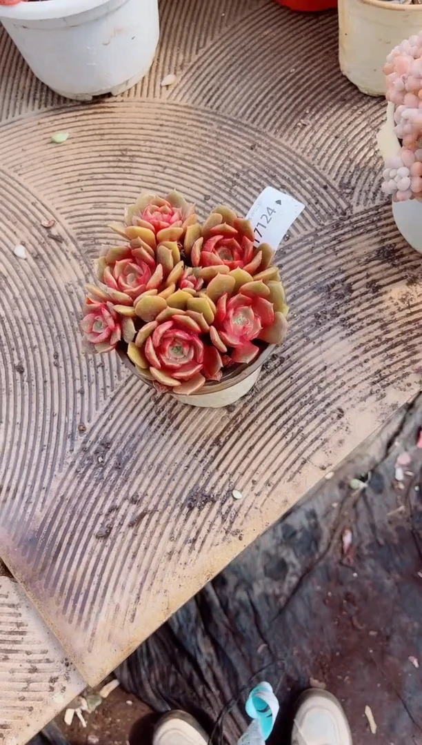 A***.跃跃精品多肉17124