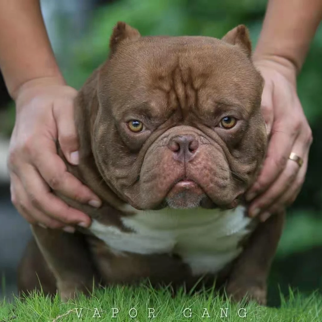 【气派恶霸犬】恶霸犬幼犬活体狗狗宠物犬