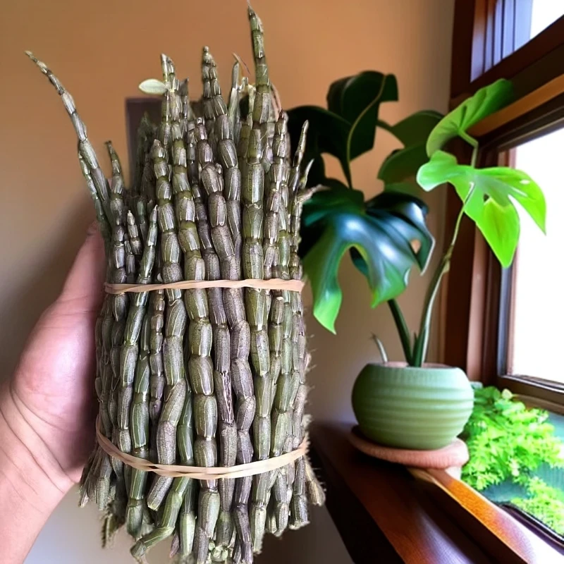 云南新鲜石斛鲜条