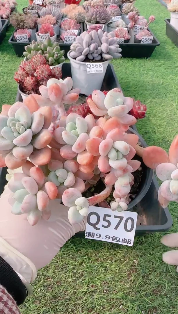 【闪购商品】梦会花园多肉一物一拍