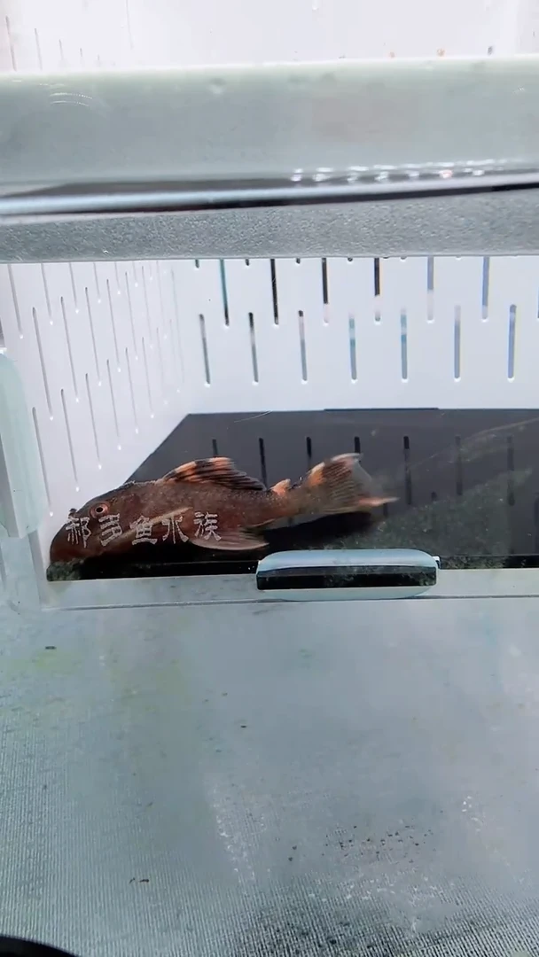 清道夫5+ 不包入缸损128