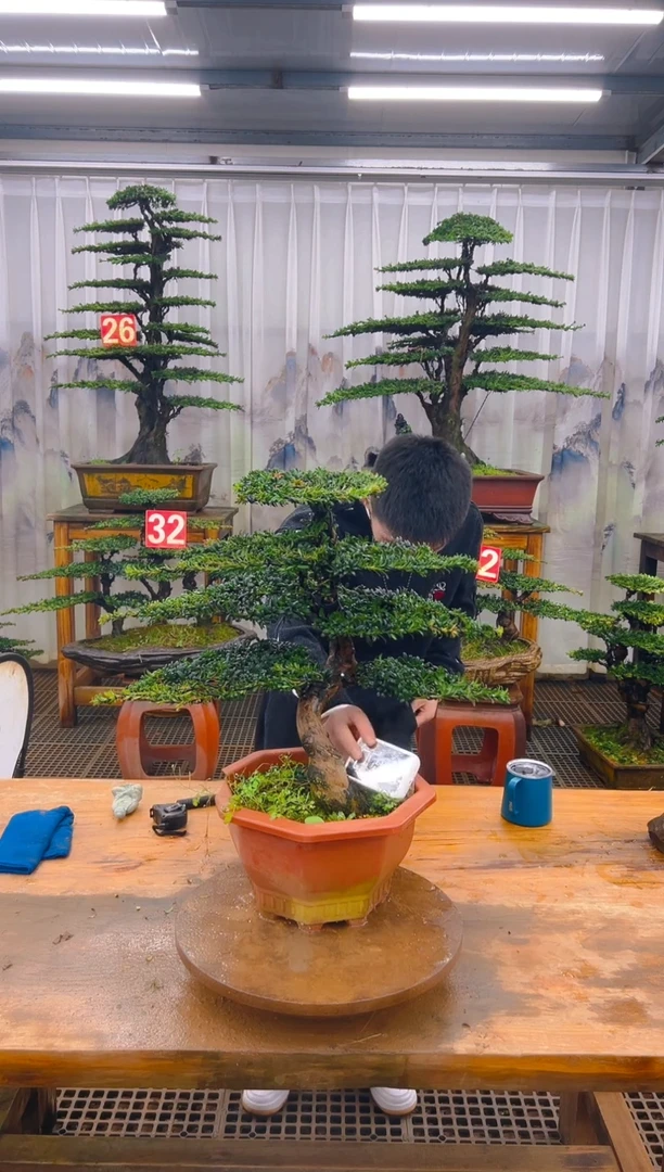 无花朵精品盆景直播间一物一拍