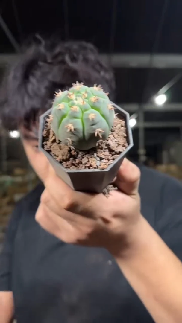 实生根 单头 猫爪