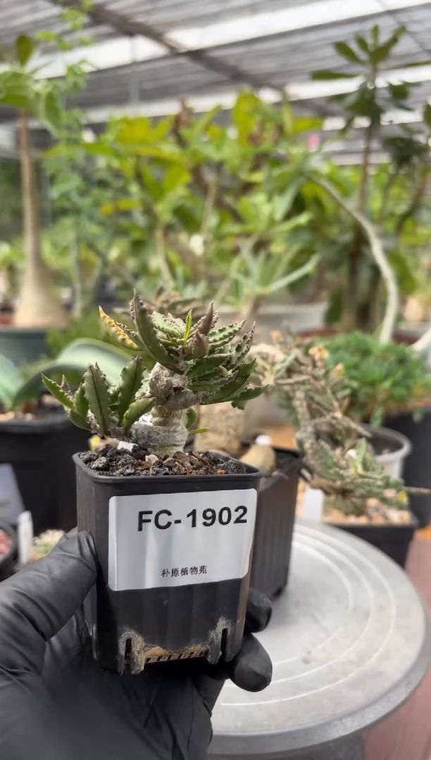 圣玛丽角大戟FC-1902