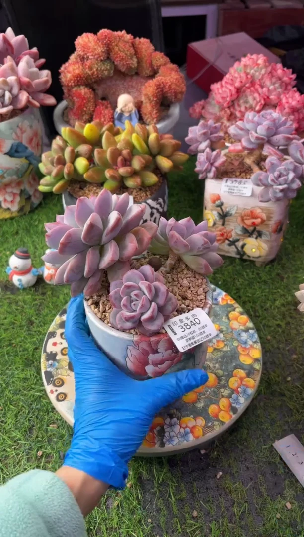 昆明印象多肉3840