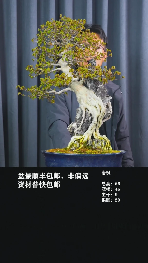 【闪购商品】唐枫-AA30