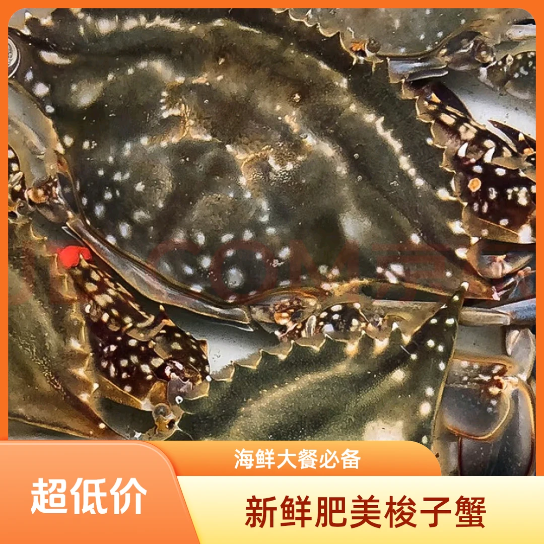 【保鲜不保活】渤海湾公梭子蟹2-5斤 4-6两/斤 4-10只/份