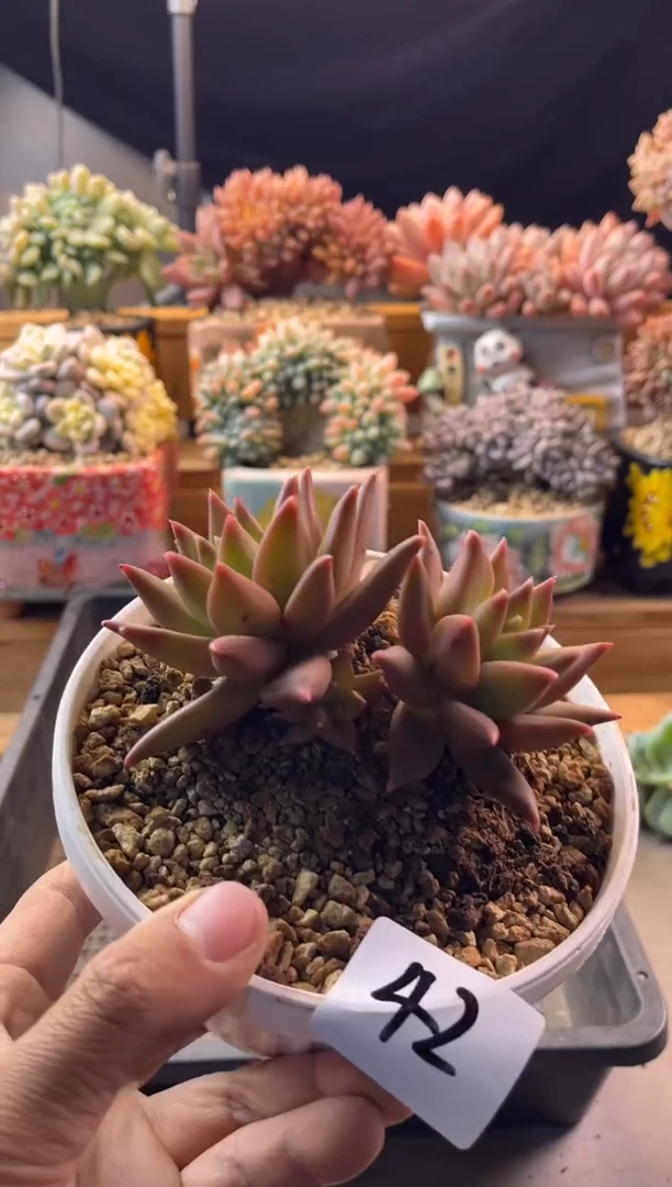 12.21-42布丁111111111111