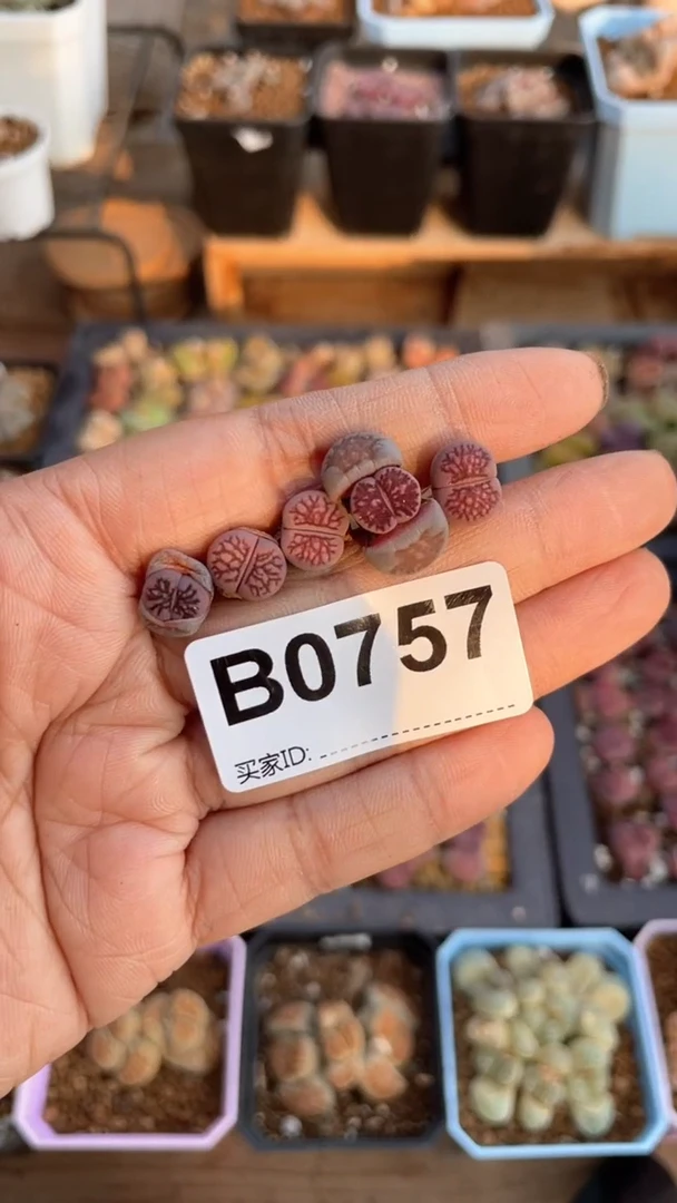 【闪购商品】0757直播一物一拍