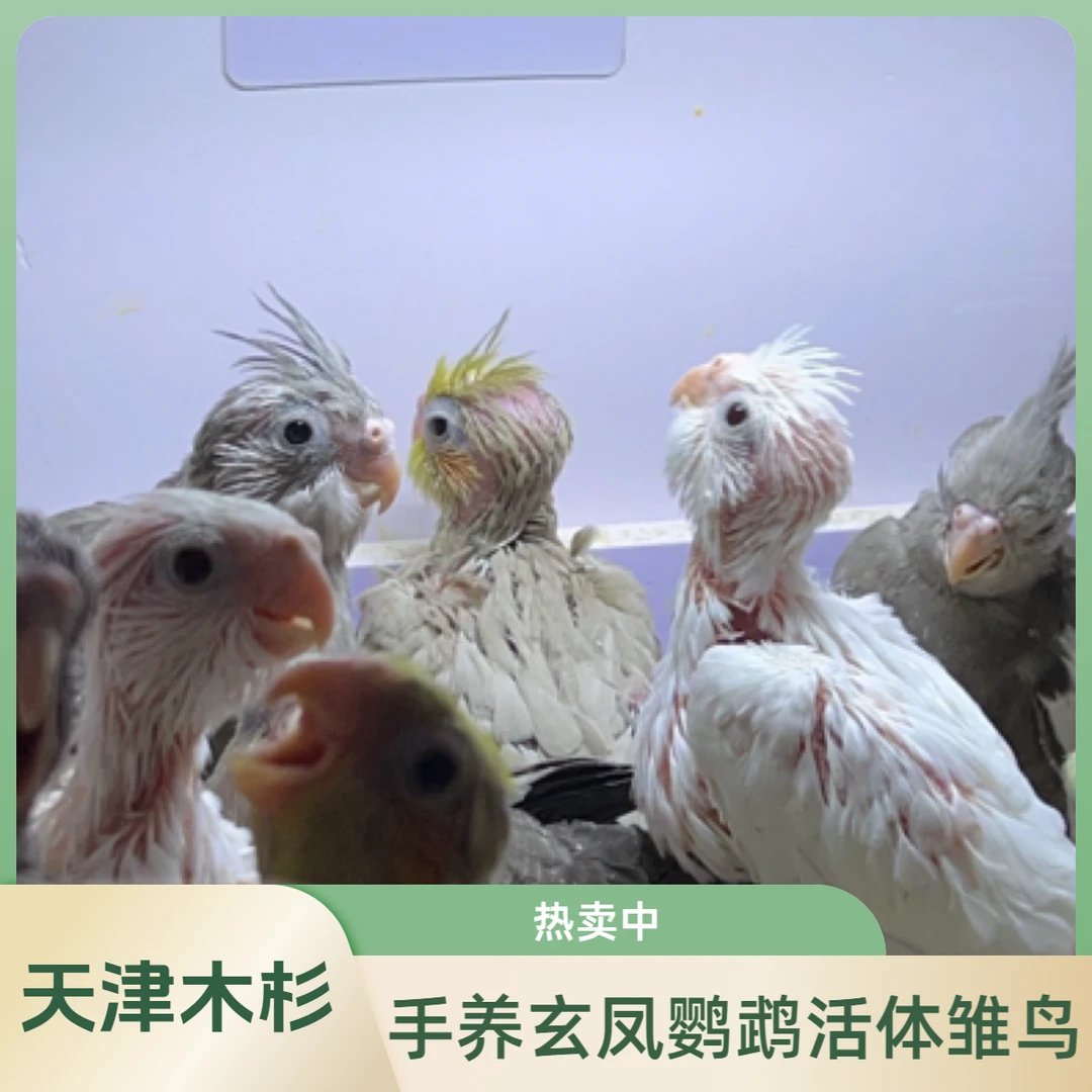手养玄凤鹦鹉活体雏鸟（直播间链接）