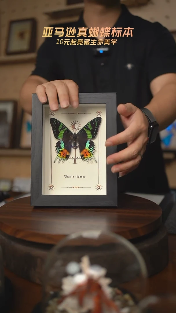 太阳蛾图腾款7寸竖框