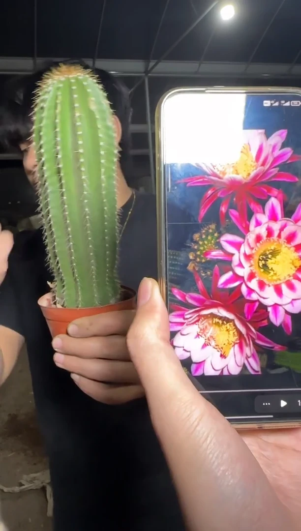 高15cm+ 大凤龙【带根】