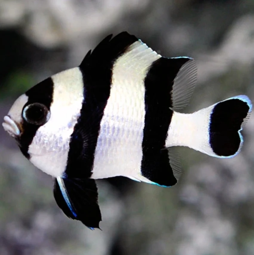 三间雀 海水观赏鱼