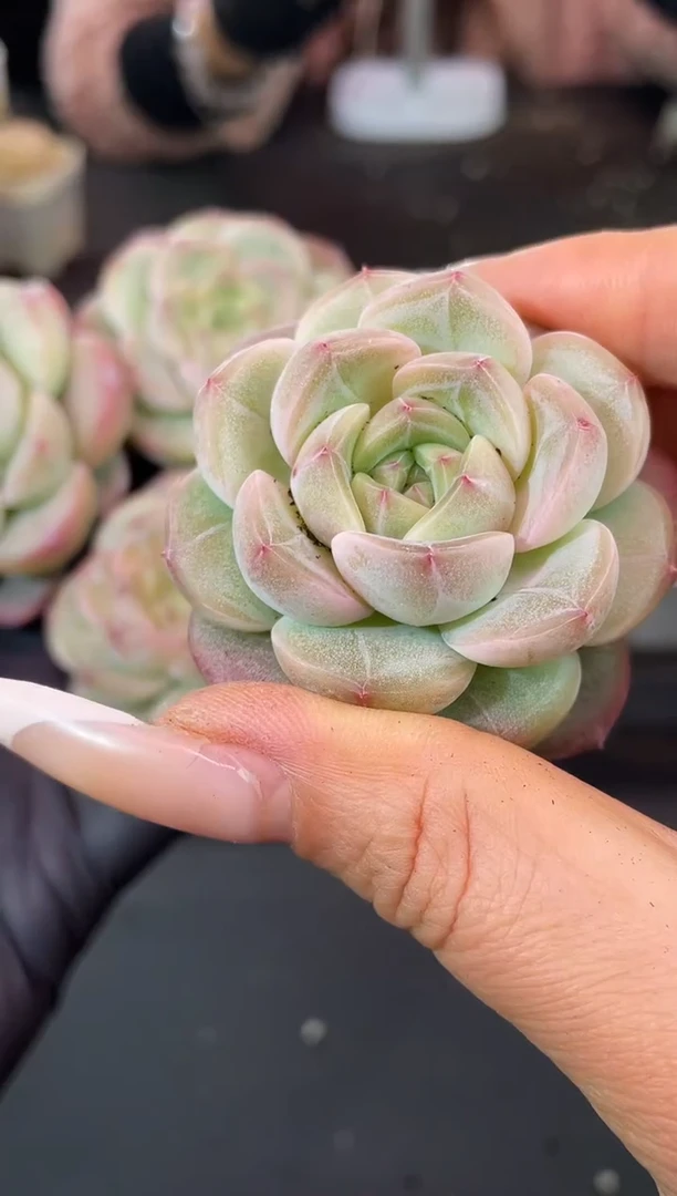 闪购1650  新品多肉一颗  4厘米