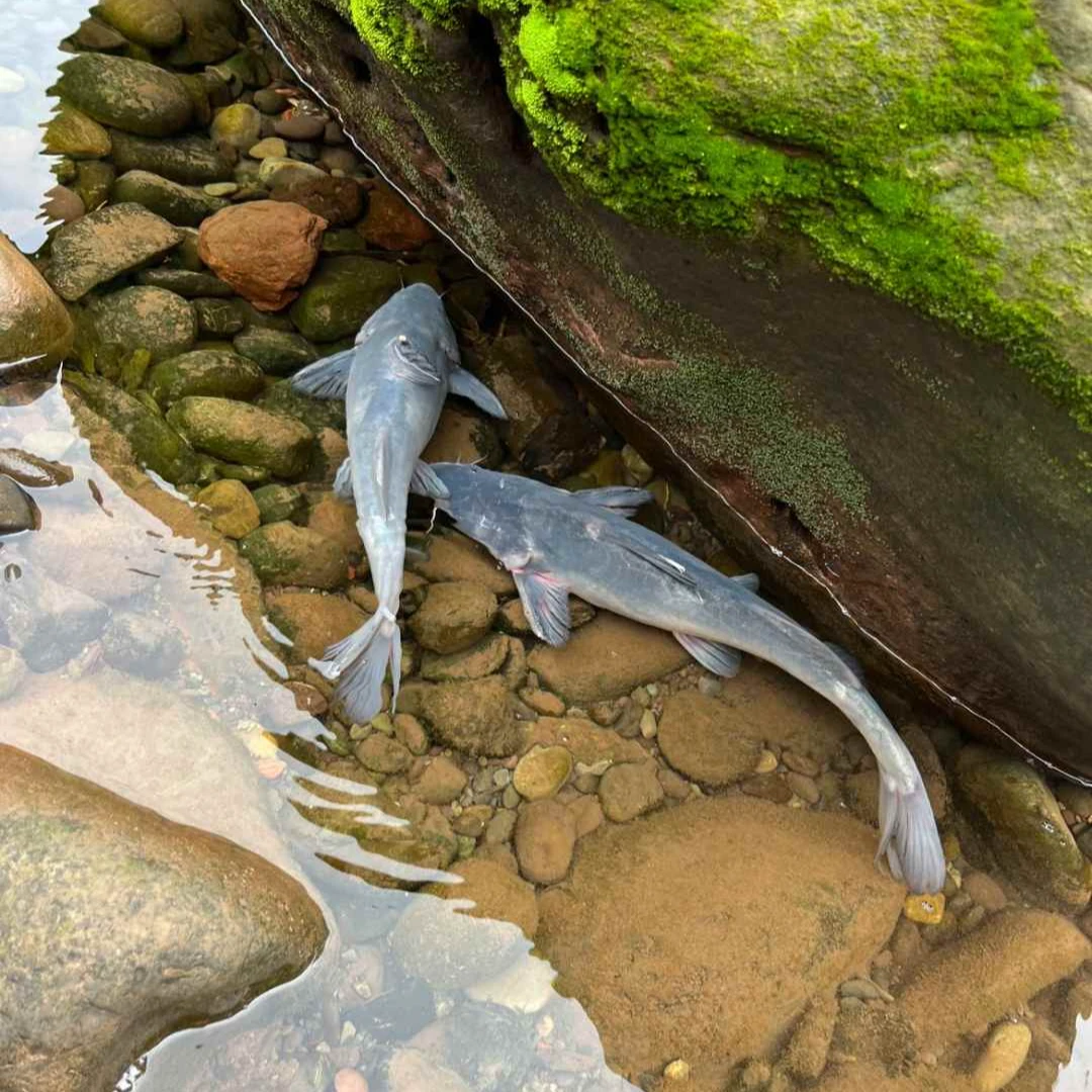 （大江团鱼）两条 生态散养 顺丰冷链发货 不支持七天无理由拒签