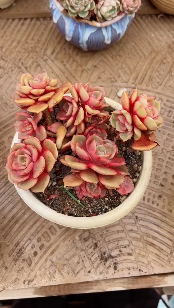 【闪购商品】03540