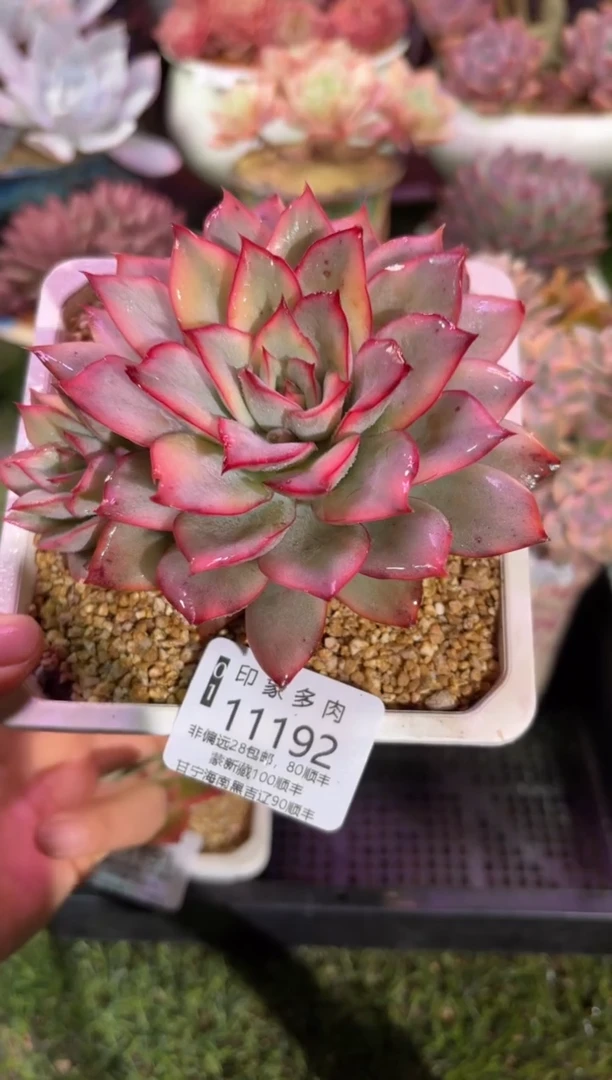 【闪购商品】11192