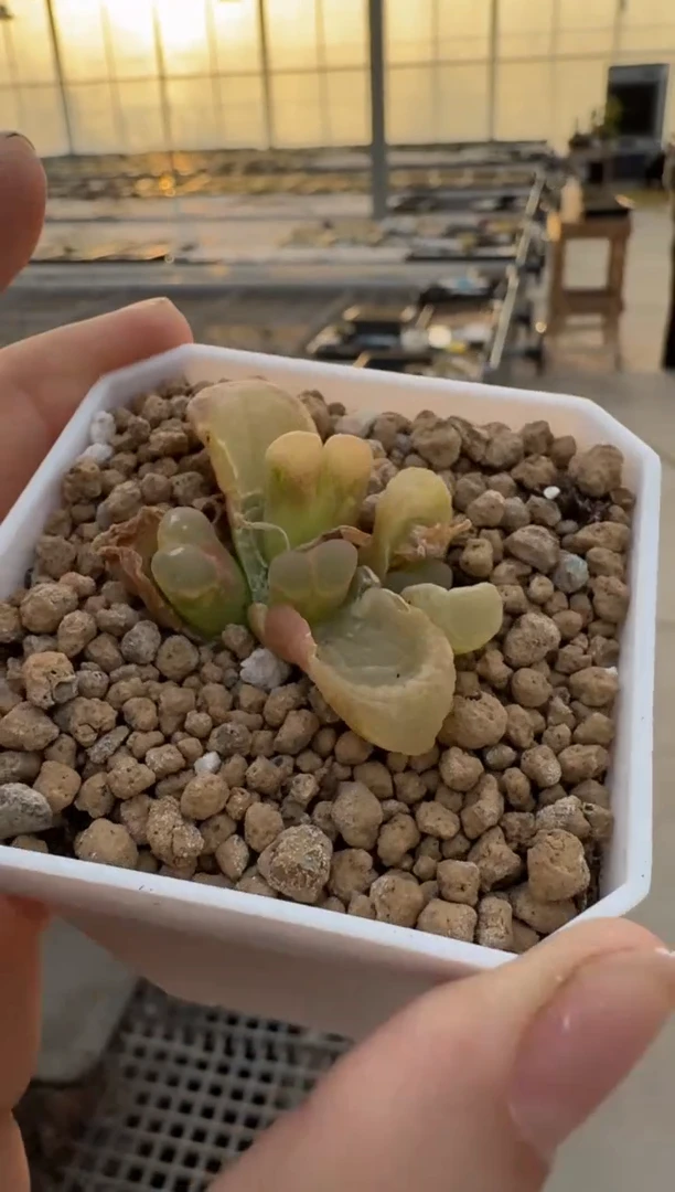 【闪购商品】3-102