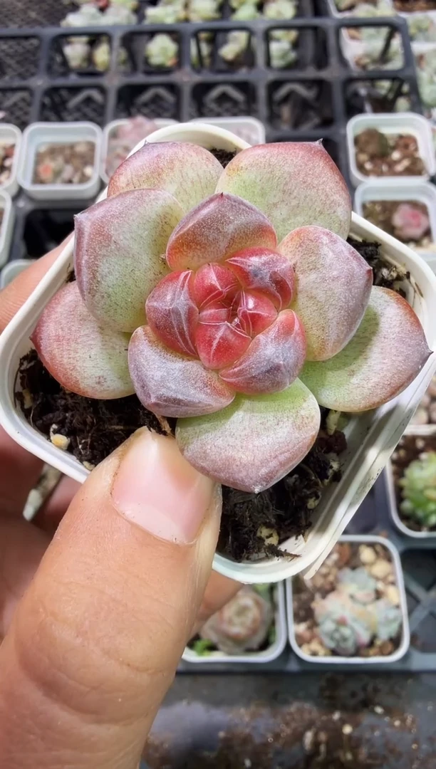 200号江北多肉-到手（1）棵