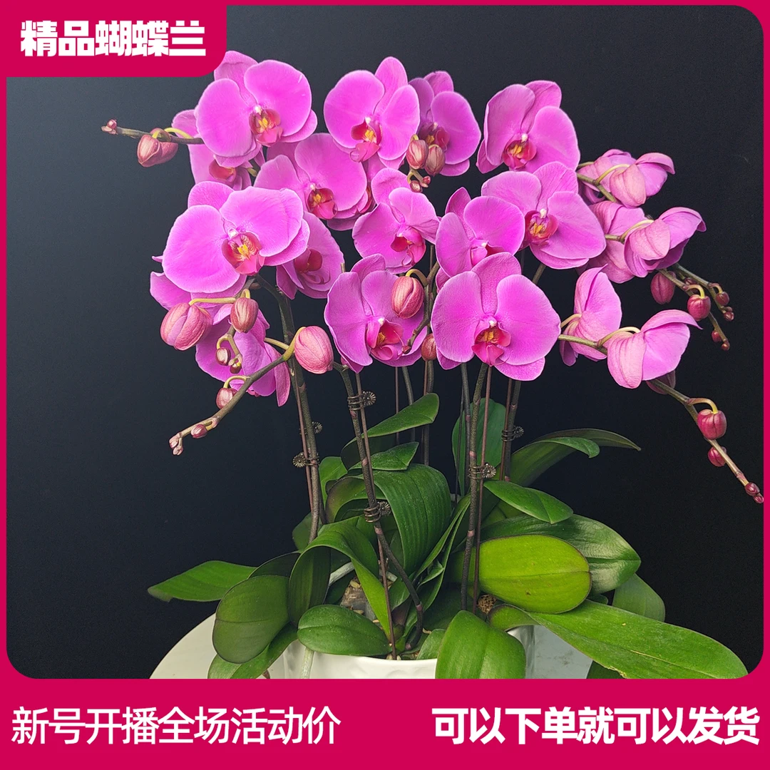 【红苹果B01】任意两颗包邮 只拍一颗默认【发苗】