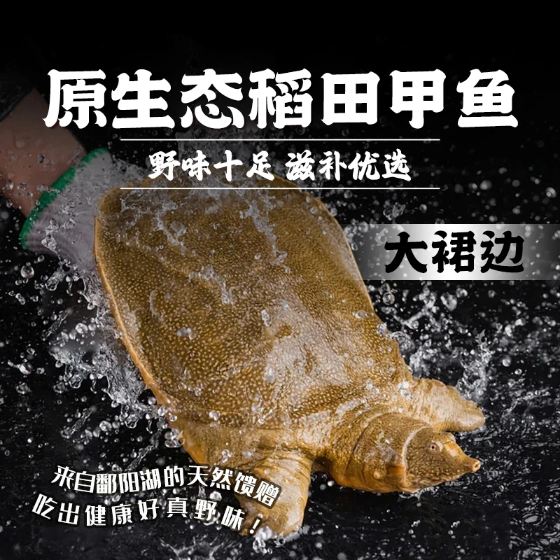 鄱阳湖中华鳖 原生态稻田甲鱼 云凤稻甲3年以上鲜活甲鱼胶质丰富