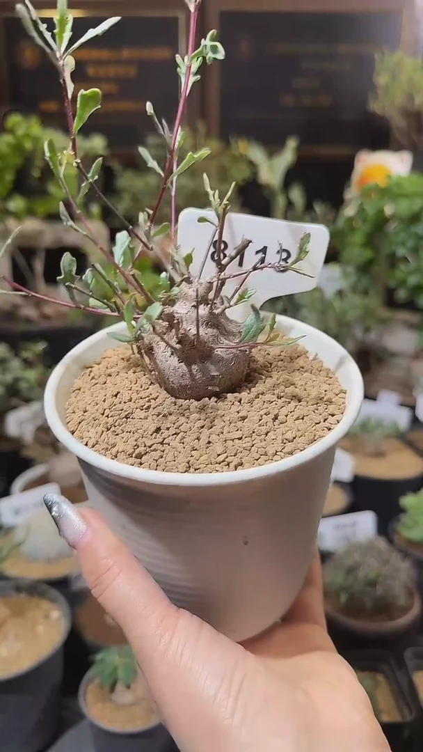 8113号1219尼多罗福特曲茎厚敦菊