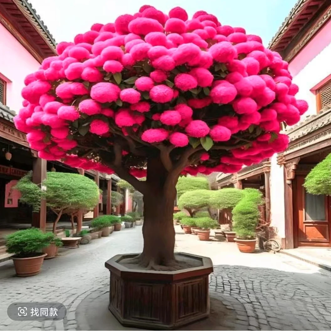 流苏树苗花精品正宗旺宅老桩四月庭院中国十大名花名贵花耐寒大苗