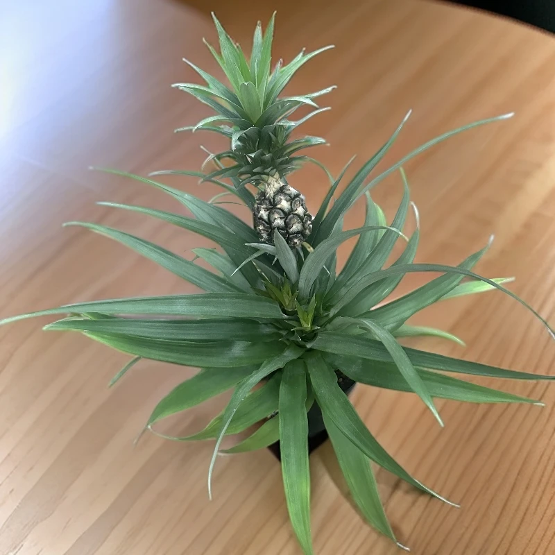 盆栽凤梨菠萝可食用南方可地栽