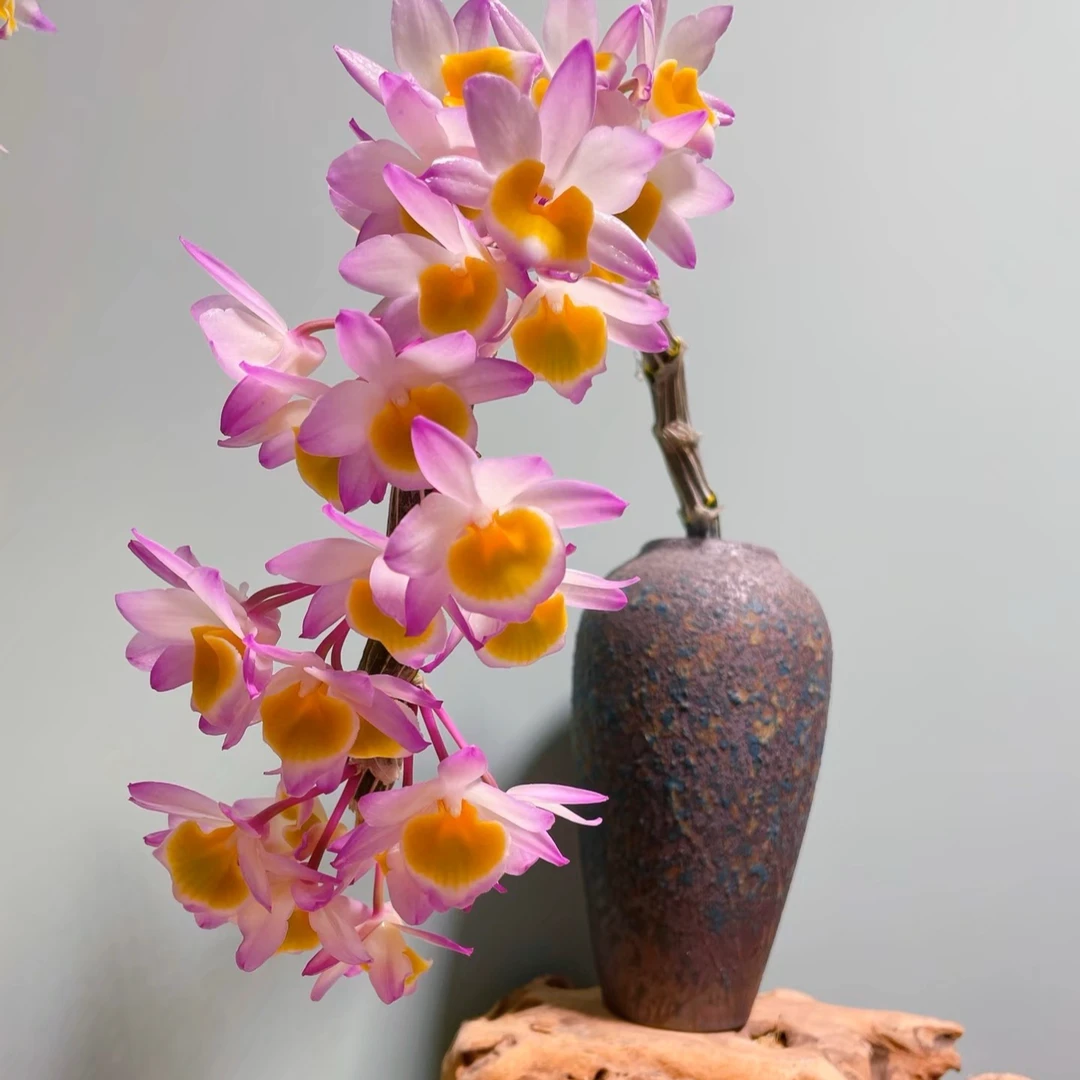 玫瑰石斛兰花卉浓香盆栽