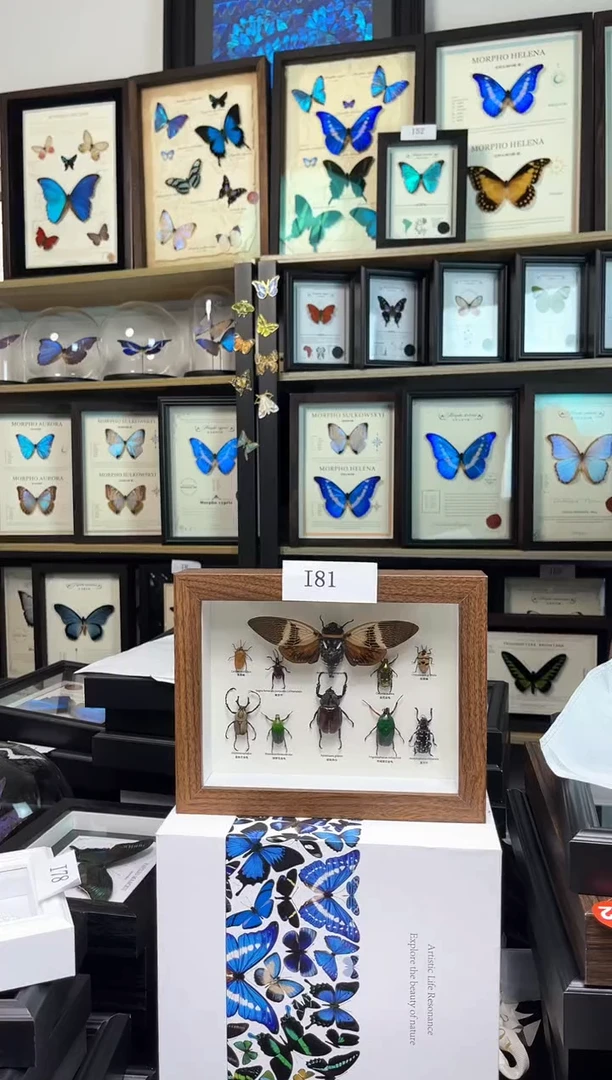 10只昆虫版   i81