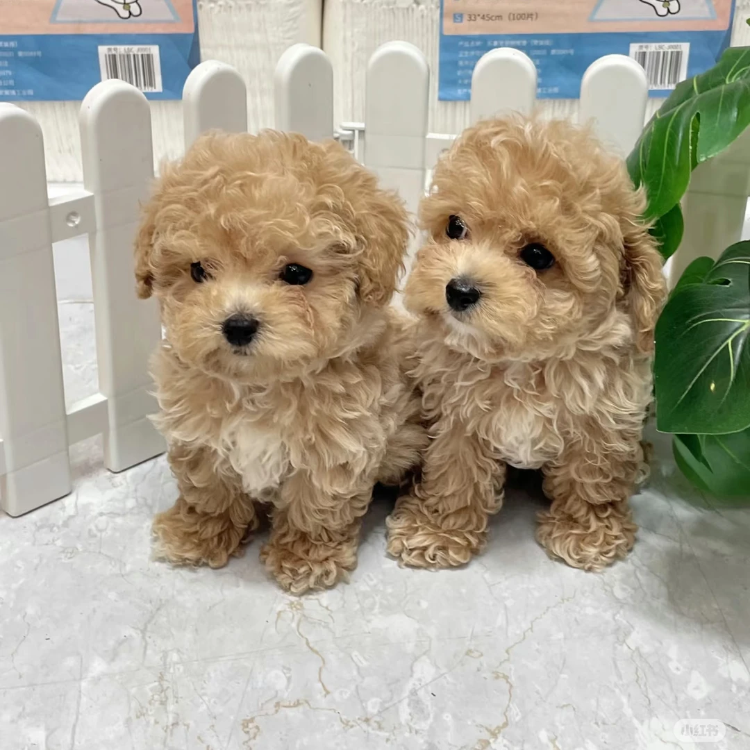 【欣源宠物】宠物活体狗狗多种品种幼犬出售可直播挑选