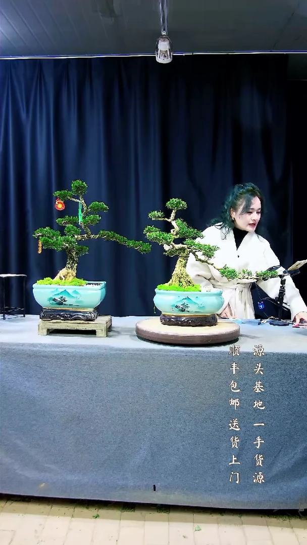 【闪购商品】高端黄杨盆景高端黄杨盆景