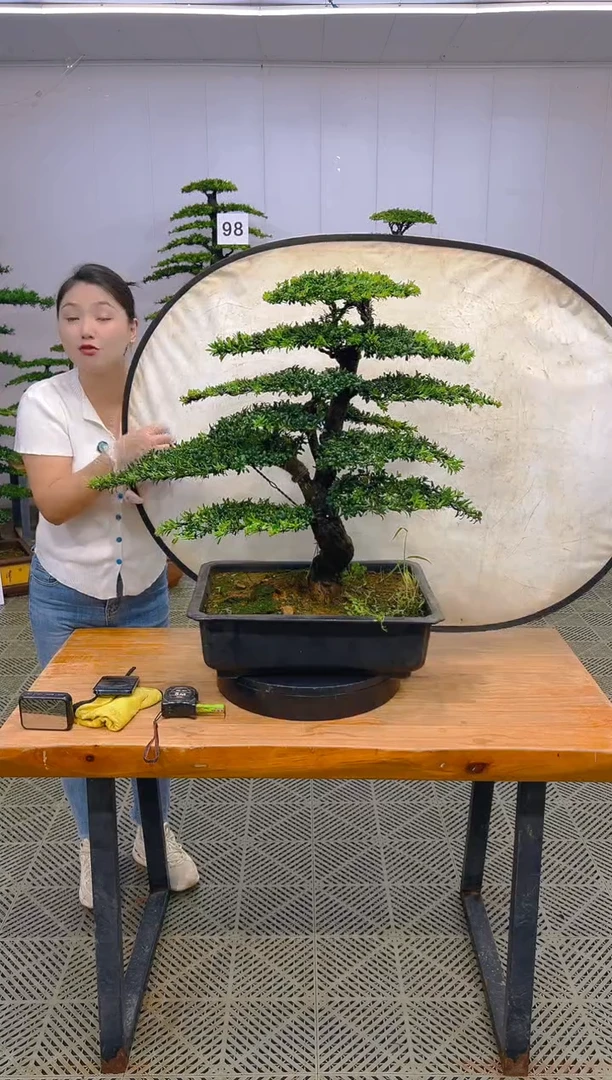 无花朵一物一拍一物一拍