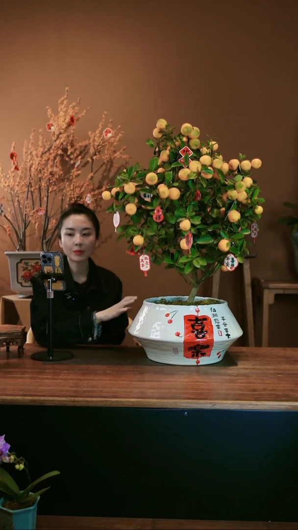 【闪购商品】盆景大金橘
