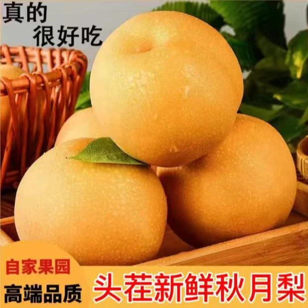 【山东原产地】正宗头茬秋月梨新鲜采摘脆甜多汁4.5斤包邮到家