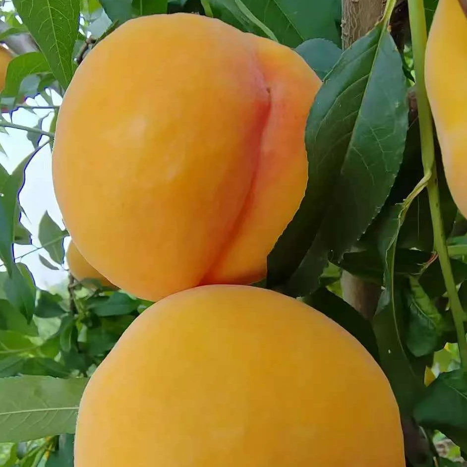 【大果】蒙阴黄金桃现摘黄桃新鲜应季脆软两吃黄桃罐头 顺丰包邮