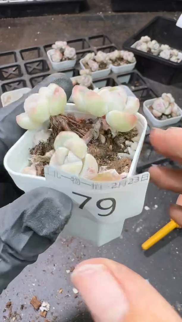 【闪购商品】79号到手1框-江北多肉