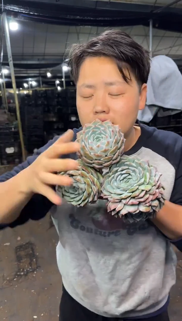 单头起纯爱3颗  5