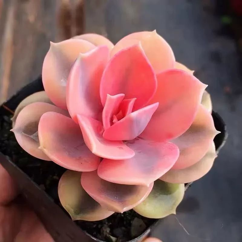 多肉   脱土发货，添加购物车满9.9包邮