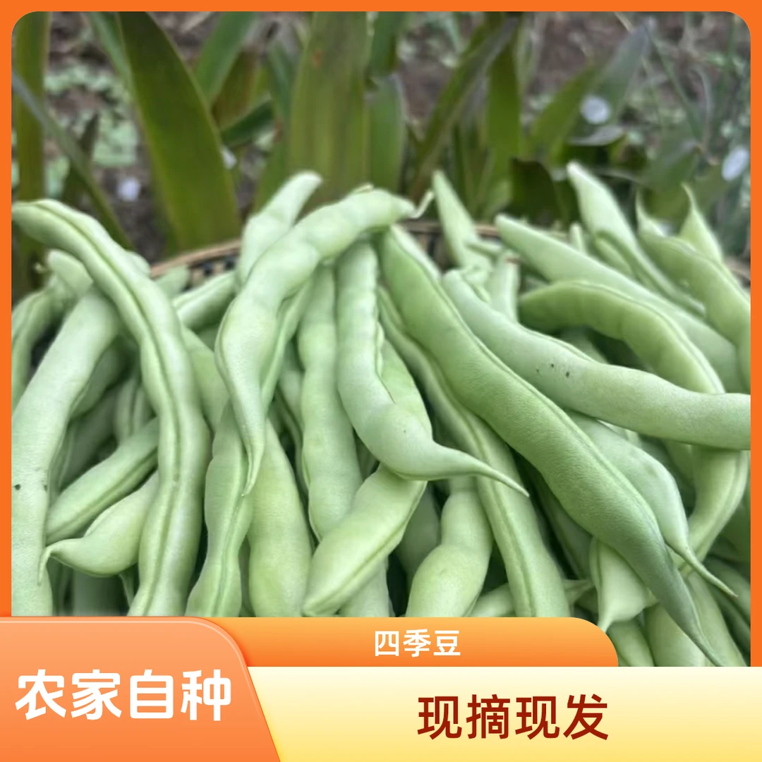 四季豆农家露天新鲜当季蔬菜现摘现发农家老品种露天种植包邮
